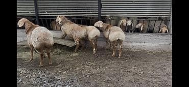 Продам с/х животных: Продаю | Ягненок, Баран (самец) | Арашан — 9