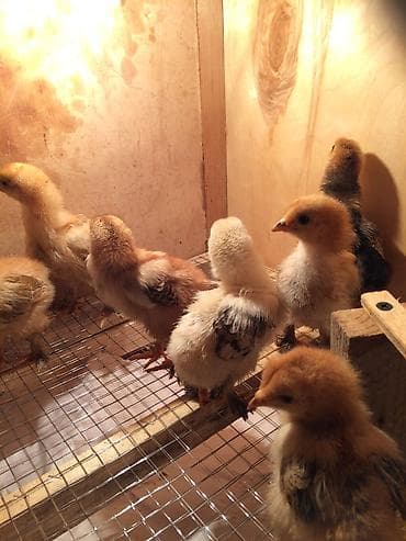 куры минорка: Брудер для цыплят. жожого бодоного коенго хомяка Брудер Размеры — 1