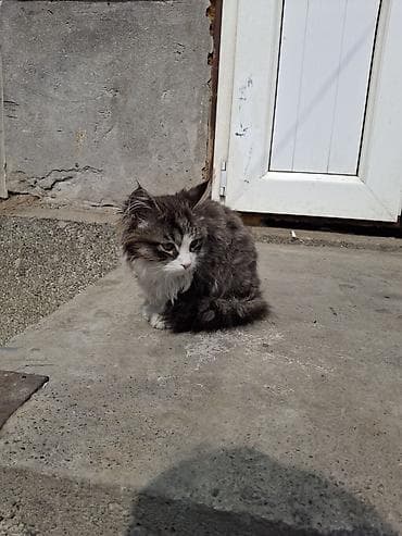 стерилизовать кошку: Пушистый котёнок с длинной шерстью и выразительной «маской» на — 1