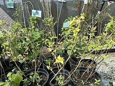 растет ли голубика в кыргызстане: Саженцы голубики в контейнерах - Культура: высокорослая голубика — 2