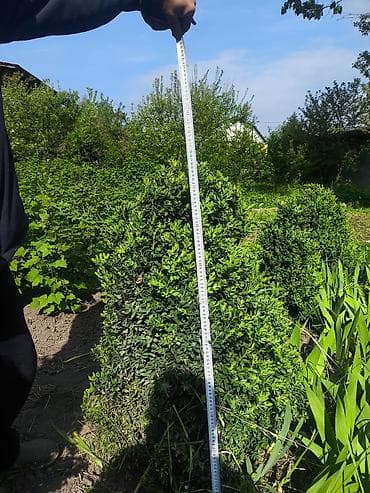 Самшит вечнозелёный (Buxus sempervirens), сформированный куст. -