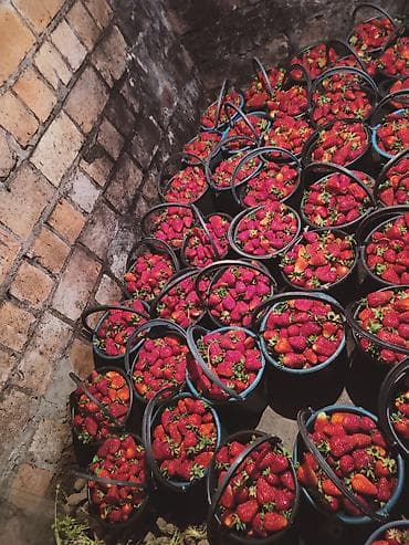 купить семена клубники: Рассада клубники кассетнач сорт альбион - Молодые розетки с хорошо — 2