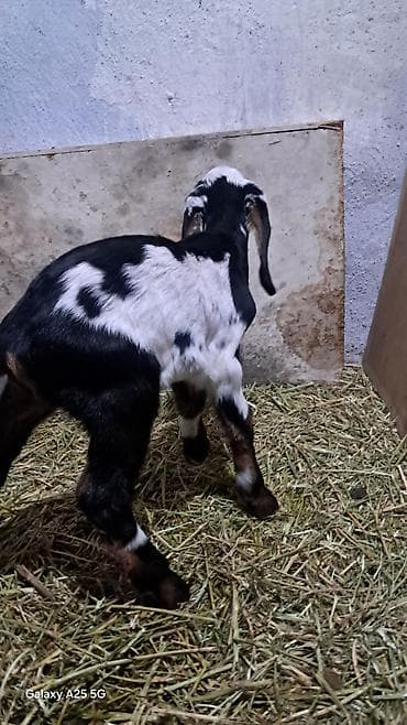 Продаю | Козлёнок | Нубийская | Для разведения