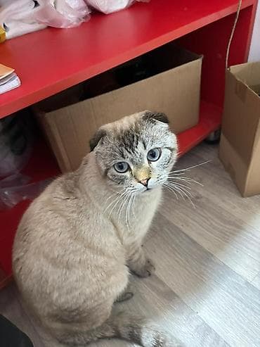 chow chow: Скотиш Фолд (Шотландская вислоухая), 1 год, Мальчик, Приучена к лотку — 1