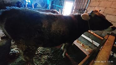 Ветеринар кызматы: Сатам | Бука (эркек) | Бордоп семиртүү үчүн — 2