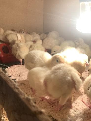 кой обмен: Продаю | Индюшата | Для разведения — 4