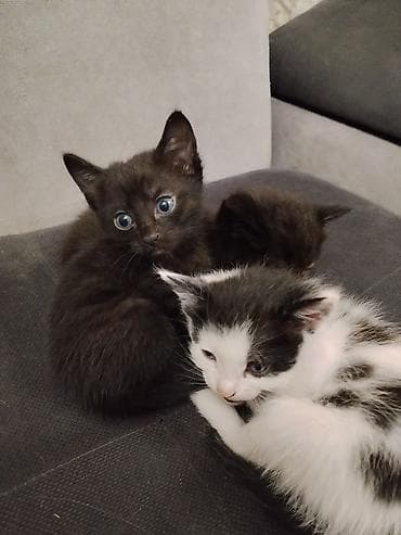 котята дворняжки: Котята, помет домашней кошки. - Возраст: примерно 1–1,5 месяца (по — 3