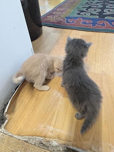 кошка с разными глазами: Котята от домашней кошки - 4 котят: есть трёхцветные — 9