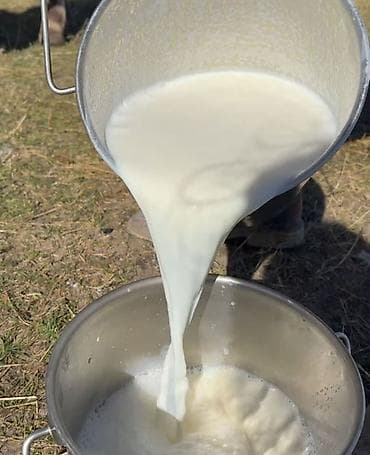 тигил: Козье молоко — натуральный эко‑продукт Описание: - Свежие молочные — 5