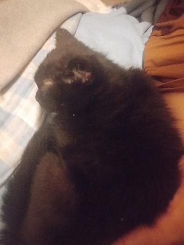 Отдам даром кошку: Котёнок, чёрный дымчатый окрас - Пушистый короткошёрстный котёнок с — 1