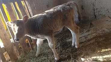 телочки бычки: Продаю | Музоо, торпок | Для разведения | Племенные — 3