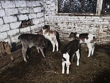 Баран, овца: Продаю | Музоо, торпок | На откорм | Искусственник — 3