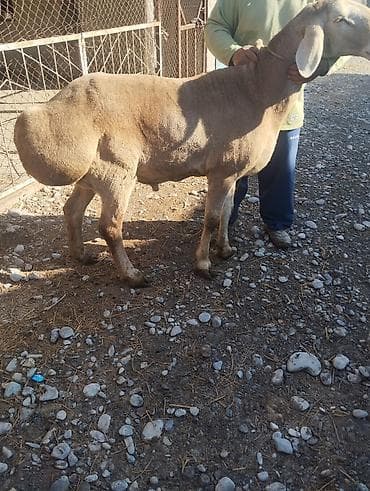 конь рабочий: Продаю | Баран (самец) | Для разведения — 3