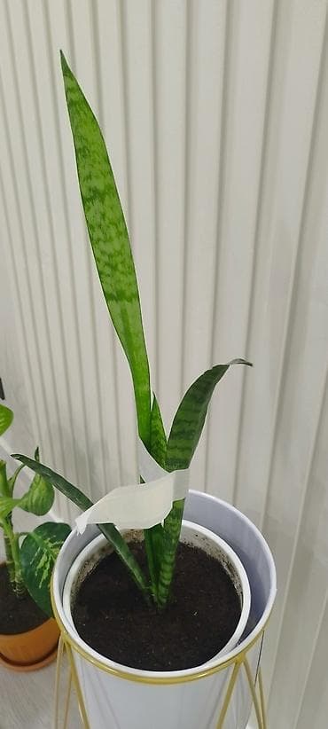 Драцены и Сансевиерии: Сансевиерия (Sansevieria, «щучий хвост»), комнатное растение в горшке — 3