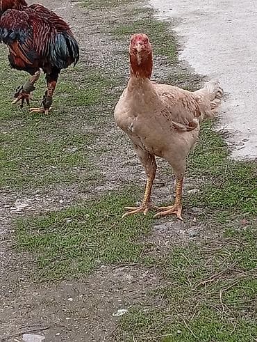 в связи с переездом отдам попугая жако в добрые руки: Продаю | Куры | Бойцовая | Для разведения — 3