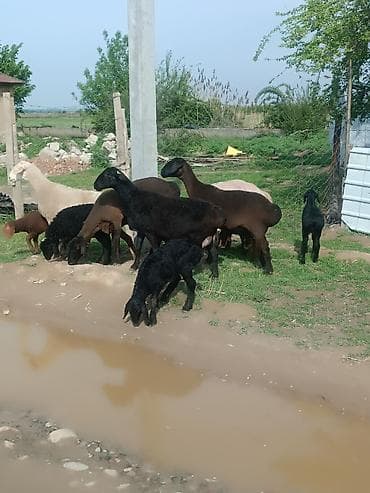 куплю козу на молоко: Продаю | Овца (самка) | Полукровка | Для разведения | Матка — 8