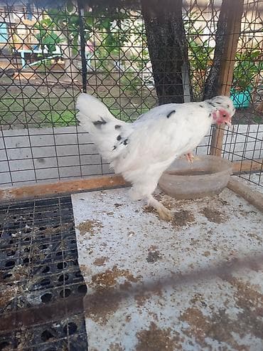 дикоративные куры: Продаю | Куры | Для разведения — 2