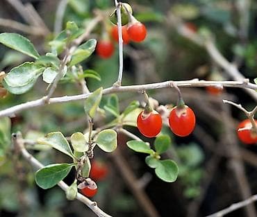 китайский финик: Годжи (Lycium barbarum) — плодоносящий кустарник с вытянутыми — 4