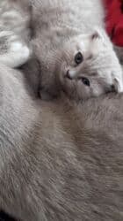 сколько стоят вислоухие коты: Скотиш Фолд (Шотландская вислоухая), 2 месяца, Мальчик, Приучена к лотку, Проглистована — 7