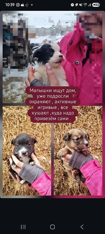 животное ласка: Щенки в добрые руки. Малыши подросли, активные и игривые, уже — 1