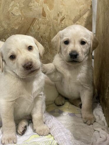 Вязка собак: Лабрадор-ретривер, 1 месяц, Самка — 1