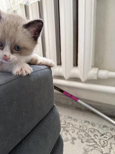 cat litter: Кошка даром: Беспородная, 1 месяц, Девочка — 1