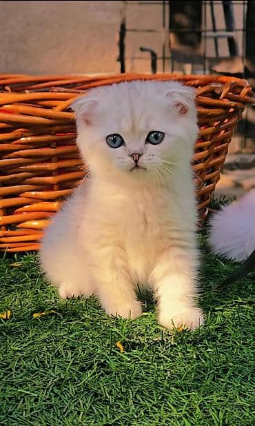 клетка для котов: Шотландские котята от красивой пары. Предлагаем для бронирования — 9