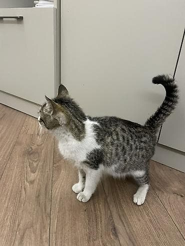 Кошки: Кошка даром: Беспородная, Девочка, Приучена к лотку — 2