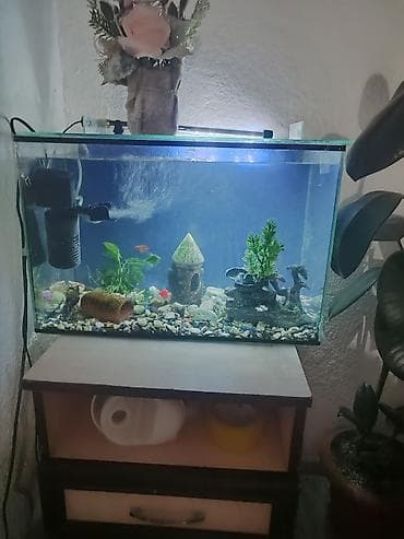 Продам аквариум с рыбками !5рыбок и один Сом. имеется при себе