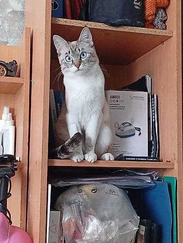 fish eye: Кошка с яркими голубыми глазами и окрасом сил-табби-пойнт. Описание — 2