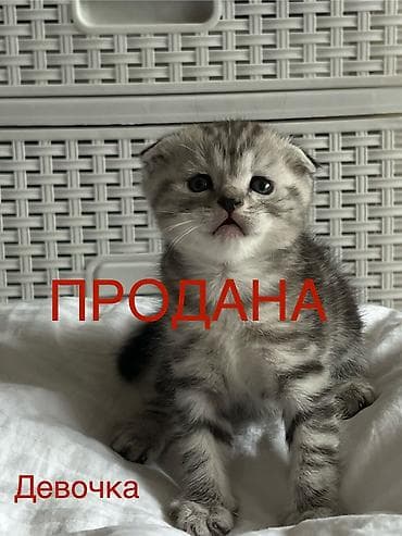 scottish fold: Шотландские котята: 1) девочка (Scottish fold) ПРОДАНА 2) девочка — 1
