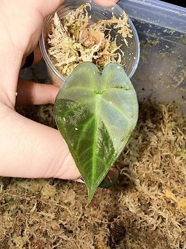 цветы алоказия: 1. Клубень алоказии псевдосандерианы вар 2. Клубни алоказии Пинк — 9