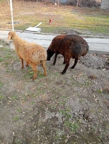 домик для кроликов: Продаю | Овца (самка) | Для разведения — 2