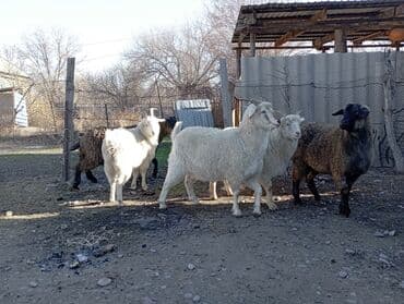 питбуль щенок цена в бишкеке: Продаю | Козёл (самец) | Полукровка — 1