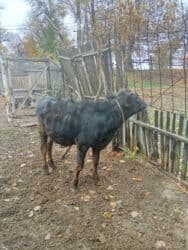 сколько стоит собака доберман: Сатам | Бука (эркек) | Бордоп семиртүү үчүн — 4