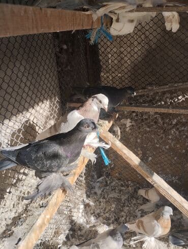 борщ кой: СРОЧНО ПО 350 СОМ оптом город ТОКМОК Породистые декоративные голуби с — 11