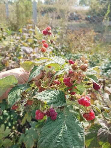 купить луковицы тюльпана: Продаю саженцы ремонтантной малины Сорт Геракл Цена по 15 с за корень — 3