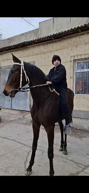 кой тащ: Продаю | Жеребенок | Английская | Конный спорт — 4