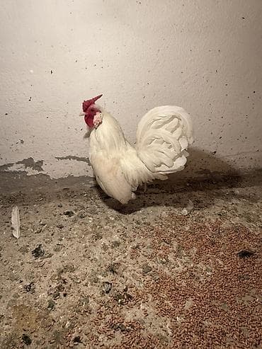 Аквариумдар: Сатам | Тооктор | Көбөйтүү үчүн — 3