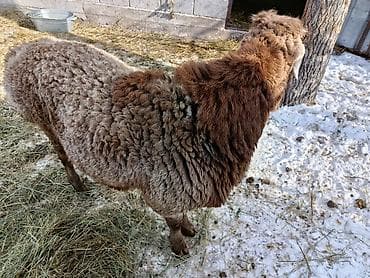 Кочкорлор, койлор: Сатам | Кочкор (эркек) — 1