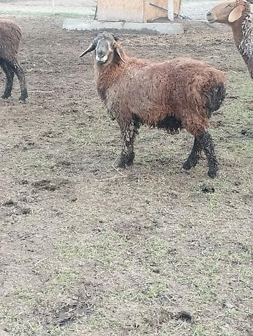 Продаю | Овца (самка) | Для разведения at lalafo.kg Продаю | Овца (самка) | Для разведения