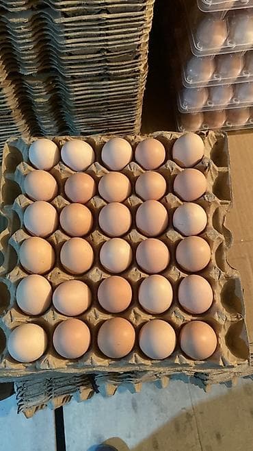 латок для яйца: Куриные яйца, прямые поставки с фабрики. фасованные в лотки и в пачки — 2