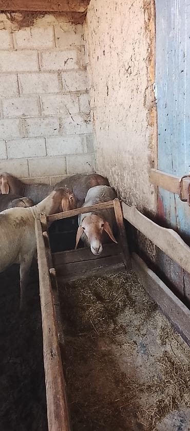 вислоухий: Продаю | Баран (самец) | Для разведения — 2