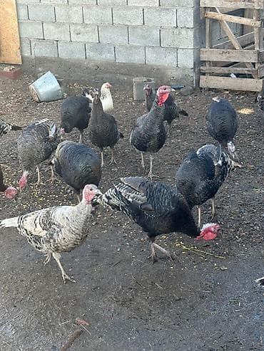 продаю индюк: Продаю | Индюк (самец) | Для разведения | Племенные — 5