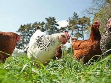 продаю цыплята: Продаю | Куры, Петух, Цыплята | Домашняя | На забой, Для разведения, Несушки — 1