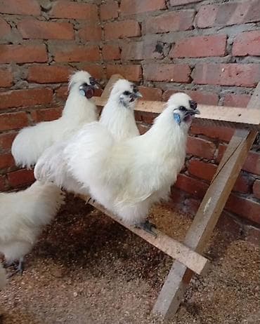 бролеры куры: Продаю | Куры, Петух — 1