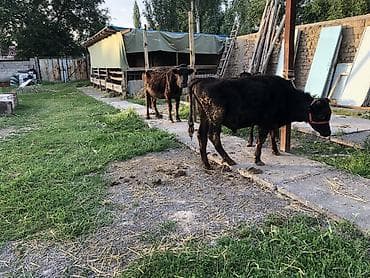 бука сатам: Продаю | Корова (самка), Бык (самец) | Ангус, Абердин-ангус | На откорм, Для разведения, Для молока — 6