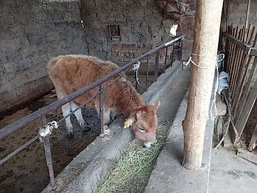 стоимость хаски щенка: Продаю | Бык (самец) | На откорм — 1