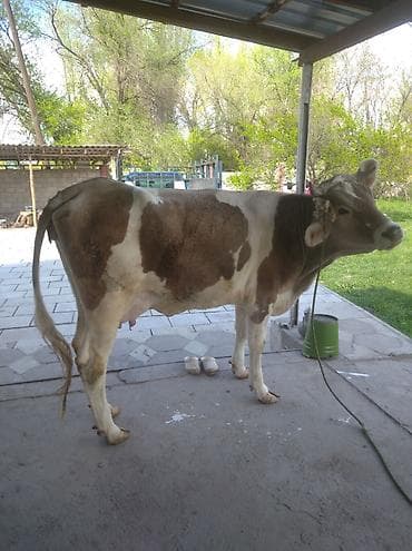 ит албай: Сатам | Уй (ургаачы) | Сүт алуу үчүн | Байланган — 1