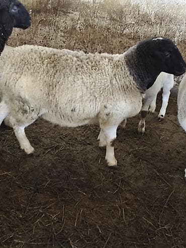 бир: Сатам | Ургаачы кой (ургаачы) | Көбөйтүү үчүн | Асыл тукумдуу — 9